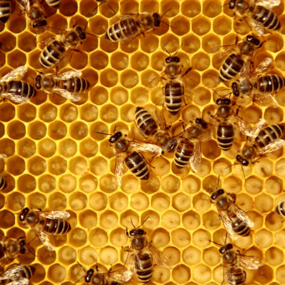 Ruche abeilles collective intelligence